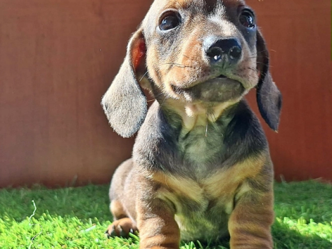 Dachshund puppy for sale