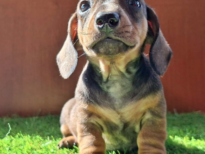 Dachshund puppy for sale
