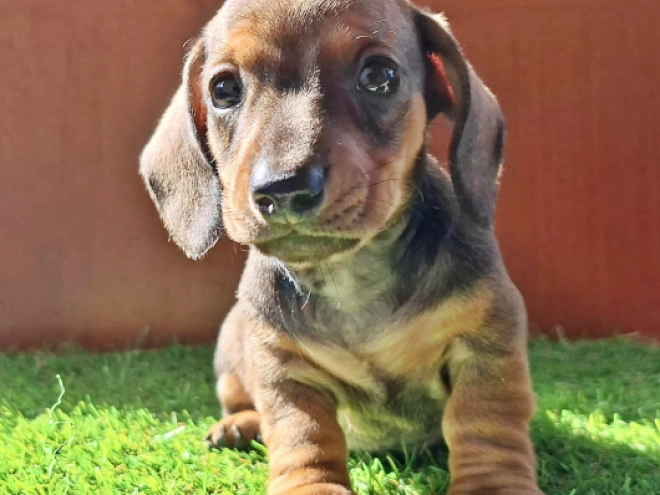 Dachshund puppy for sale