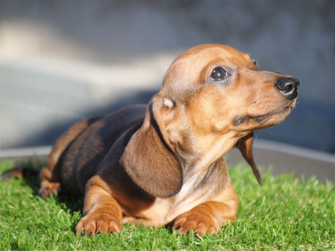 Dachshund puppy for sale