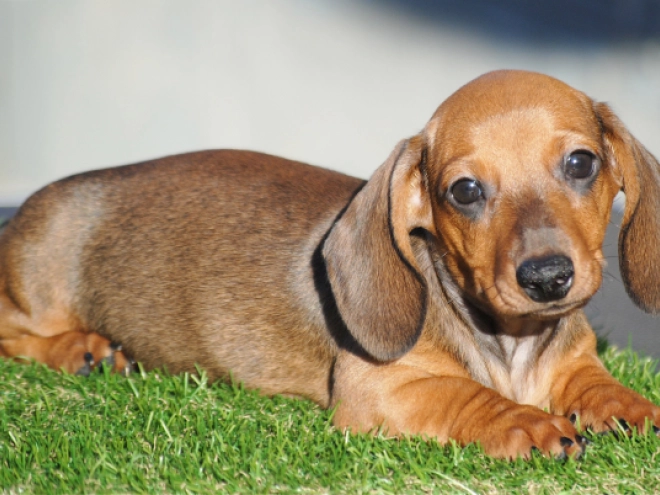 Dachshund puppy for sale