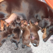Promising miniature litter, black and tan, red Dachshund for sale