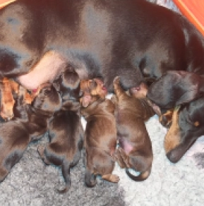 Dachshund puppy for sale
