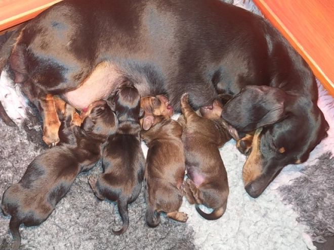 Dachshund puppy for sale