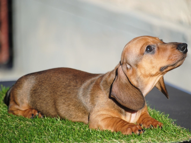Dachshund puppy for sale