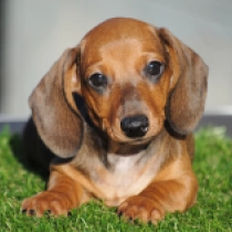 Olaf – miniature, red Dachshund for sale