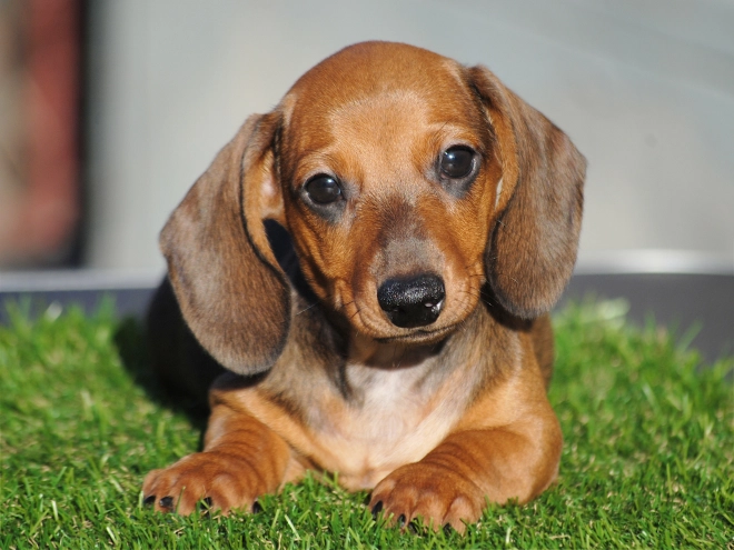 Dachshund puppy for sale
