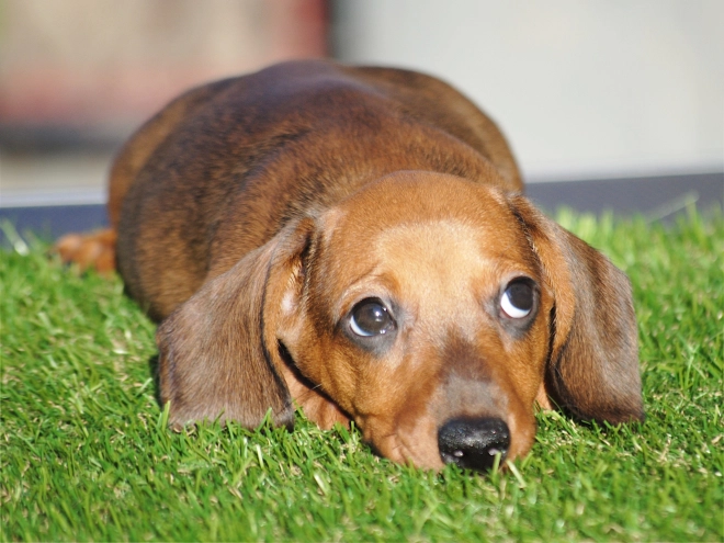 Dachshund puppy for sale