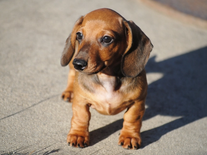 Dachshund puppy for sale