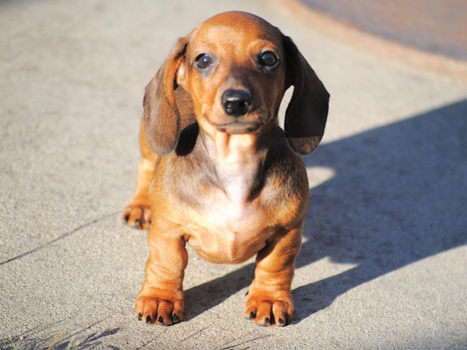 Dachshund puppy for sale