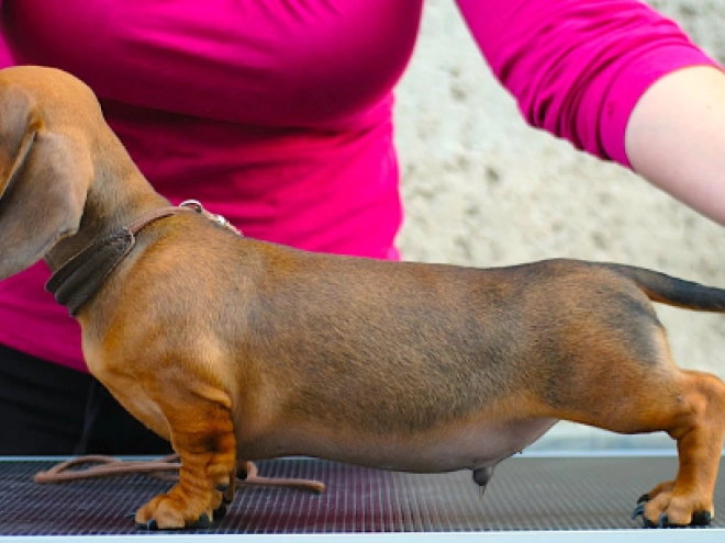 Dachshund puppy for sale