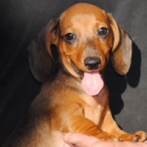 Olaf – miniature, red Teckel en venta