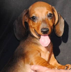 Dachshund puppy for sale