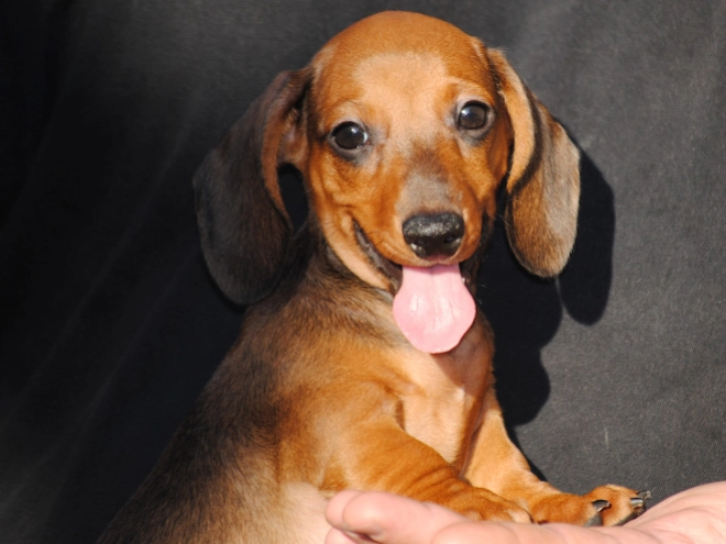Dachshund puppy for sale