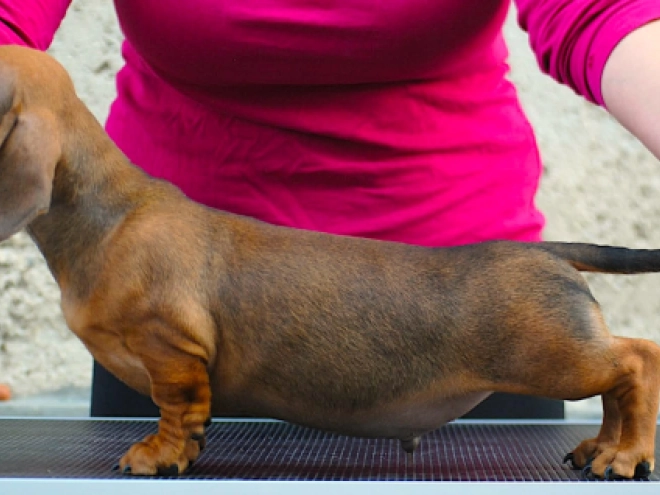 Dachshund puppy for sale