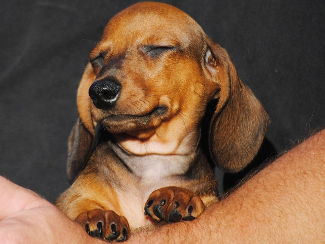 Dachshund puppy for sale