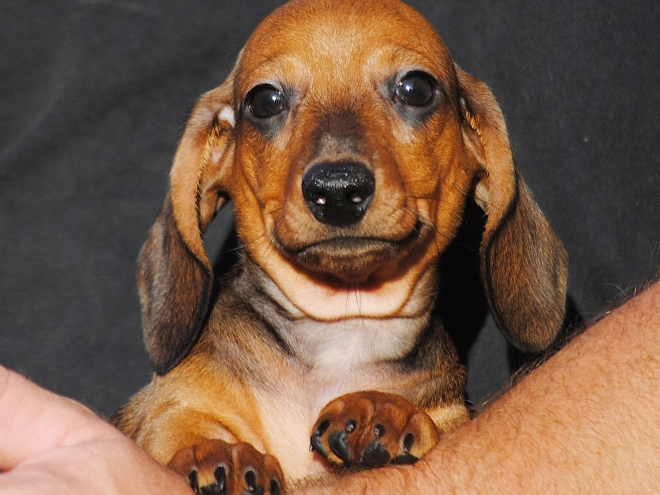 Dachshund puppy for sale