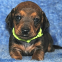 Olaf – miniature, red Dackel Welpen kaufen