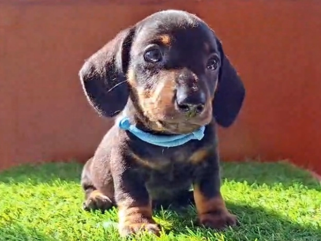 Dachshund puppy for sale