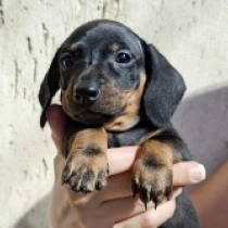 Oscar – miniature, black and tan Teckel en venta