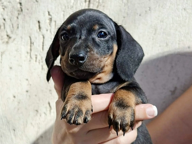 Dachshund puppy for sale