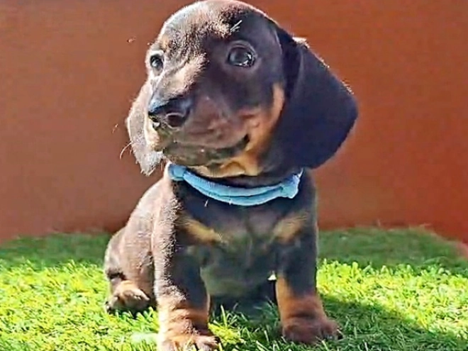 Dachshund puppy for sale
