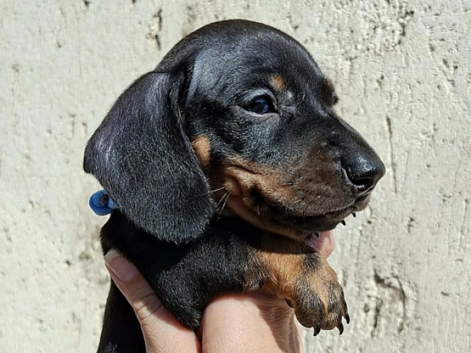 Dachshund puppy for sale