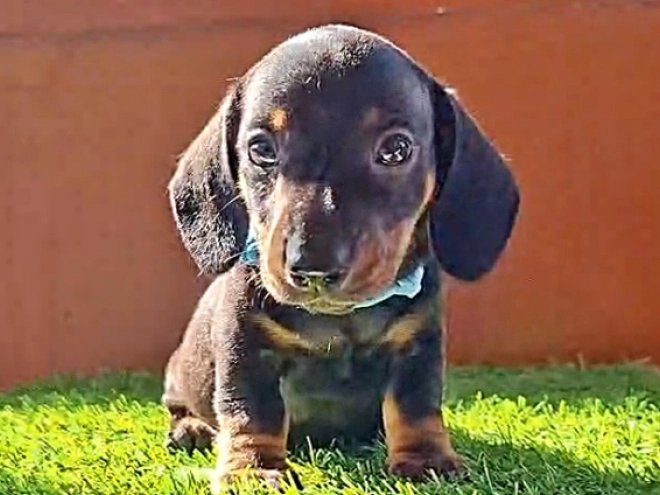 Dachshund puppy for sale