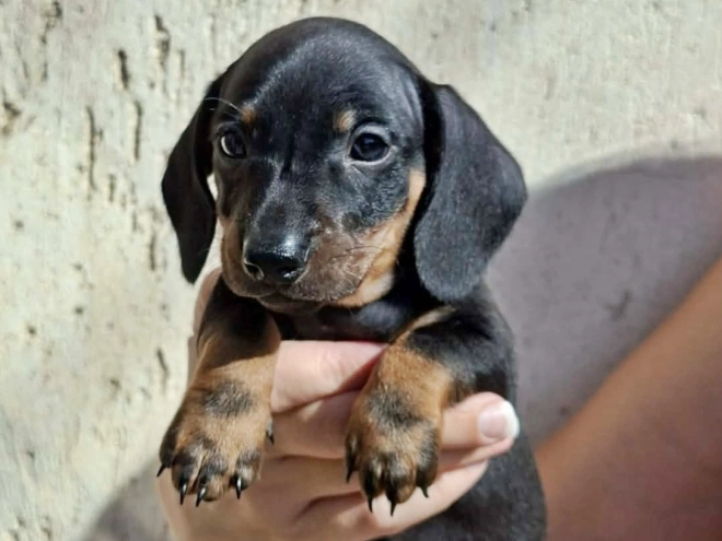 Dachshund puppy for sale