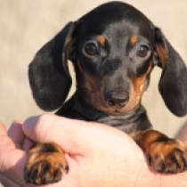 Oscar – miniature, black and tan Dackel Welpen kaufen