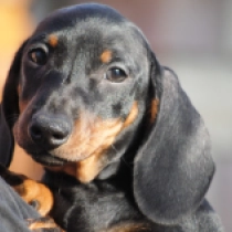 Oscar – miniature, black and tan Teckel en venta
