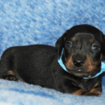 Oscar – miniature, black and tan Teckel en venta