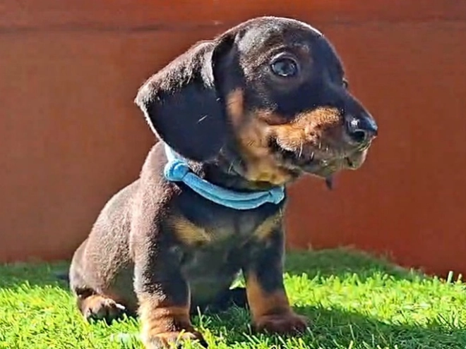 Dachshund puppy for sale