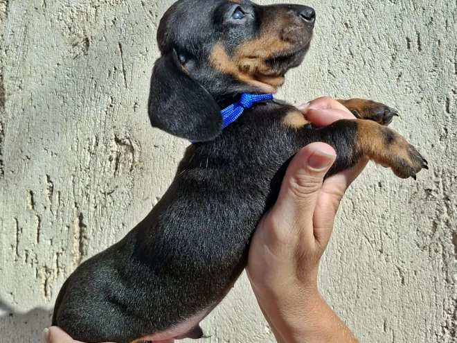 Dachshund puppy for sale