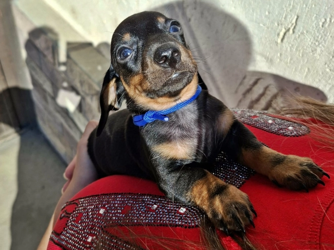 Dachshund puppy for sale