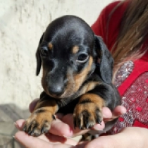 Oliver – miniature, black and tan Teckel en venta