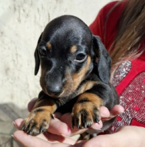Dachshund puppy for sale