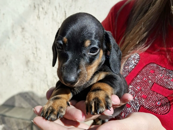 Dachshund puppy for sale
