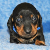 Oliver – miniature, black and tan Teckel en venta