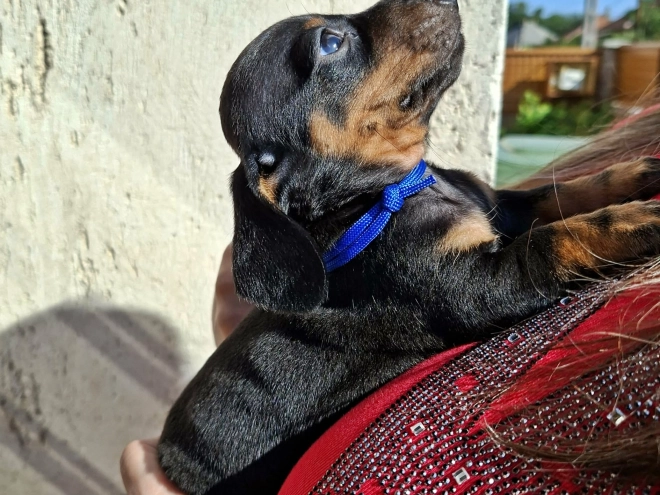 Dachshund puppy for sale