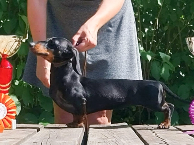 Dachshund puppy for sale