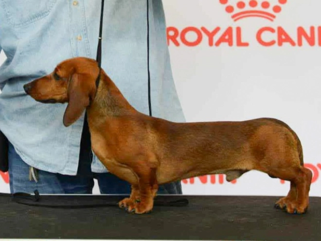 Dachshund puppy for sale