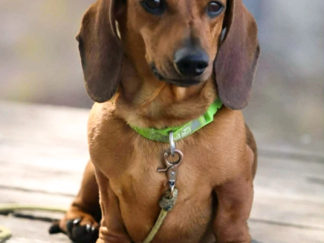 Dachshund puppy for sale
