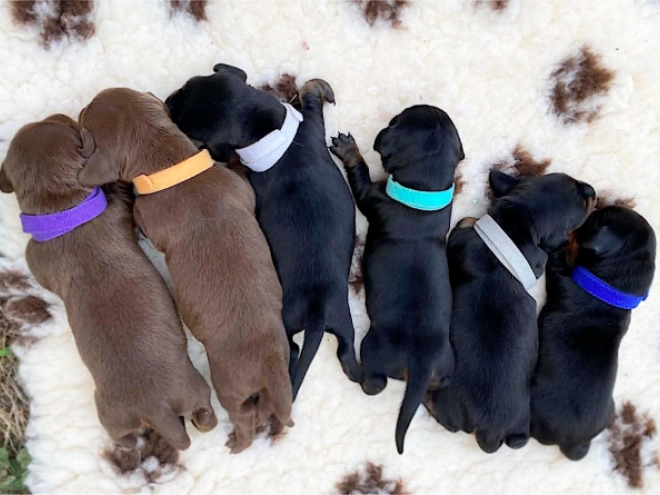Dachshund puppy for sale