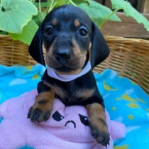 Hiccup – miniature, black and tan Teckel en venta