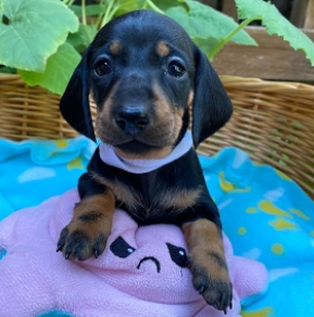 Dachshund puppy for sale