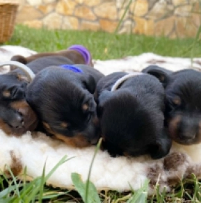 Dachshund puppy for sale