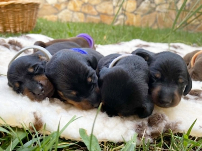 Dachshund puppy for sale