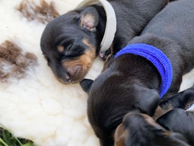 Dachshund puppy for sale