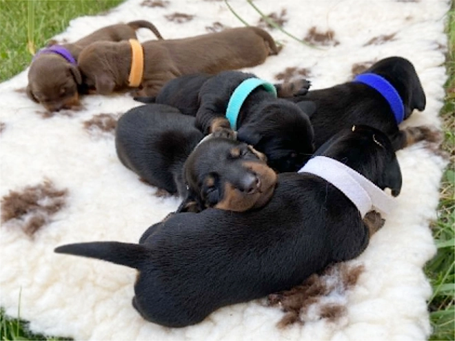 Dachshund puppy for sale